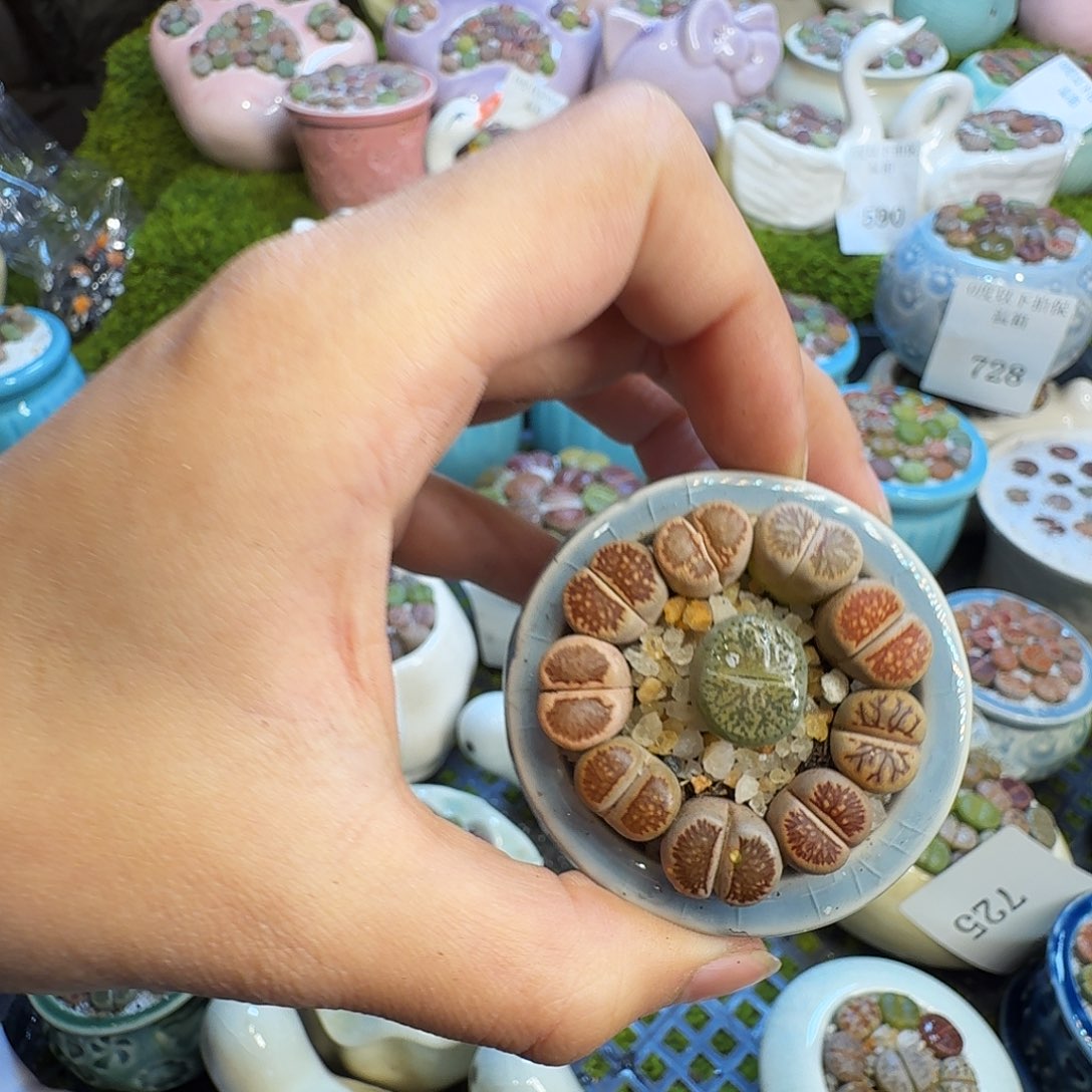 多肉葡萄的味道真的745