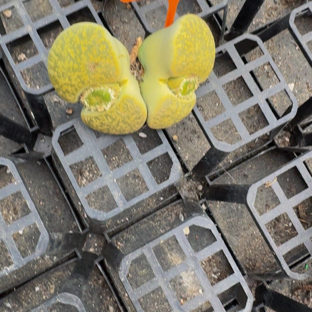 波***苔058 生石花大群生大群生