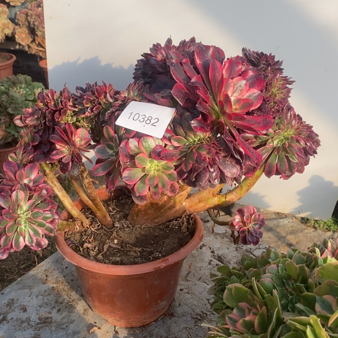 美杜莎缀化10382号多肉