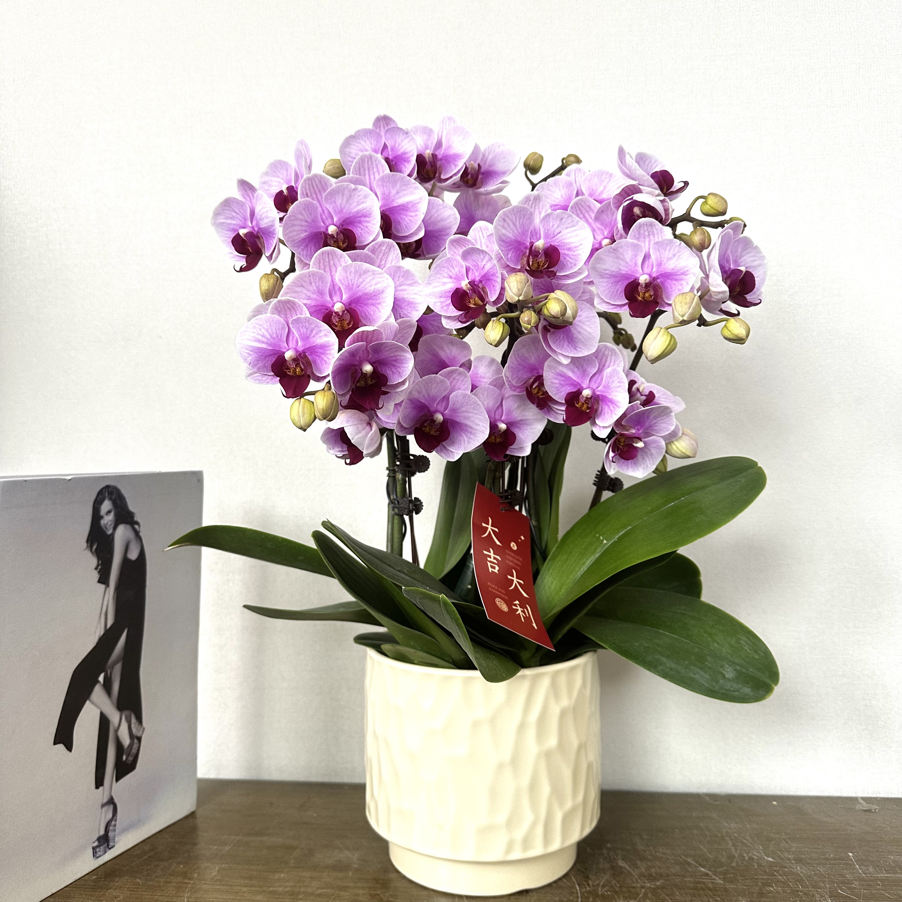 高品质组盆【宝贝】蝴蝶兰宵花爆款 花期超长带花带苞