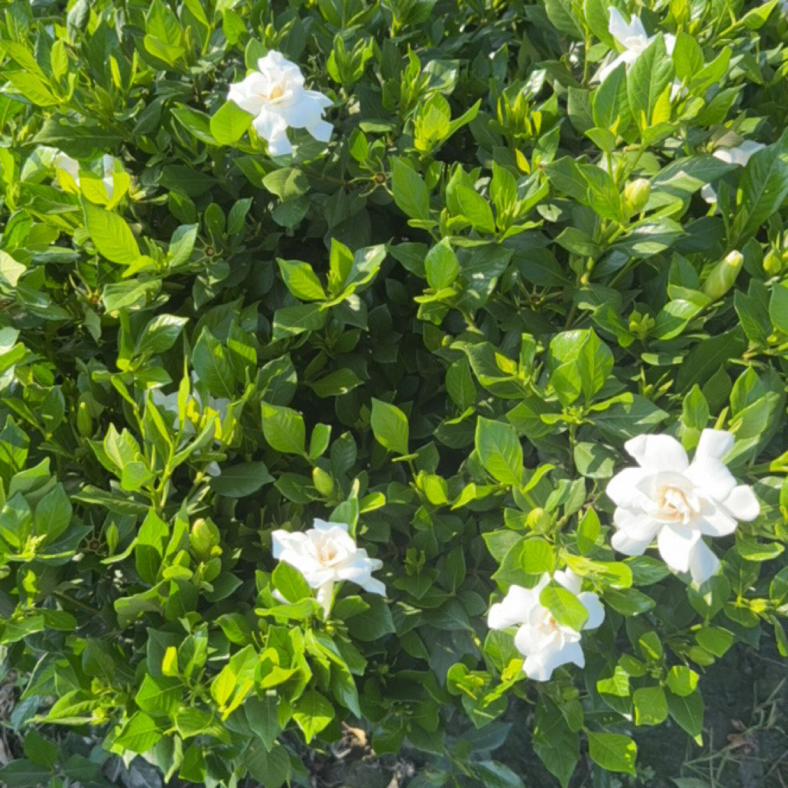 老桩四季栀子花重瓣浓香型一物一拍阮迪慧