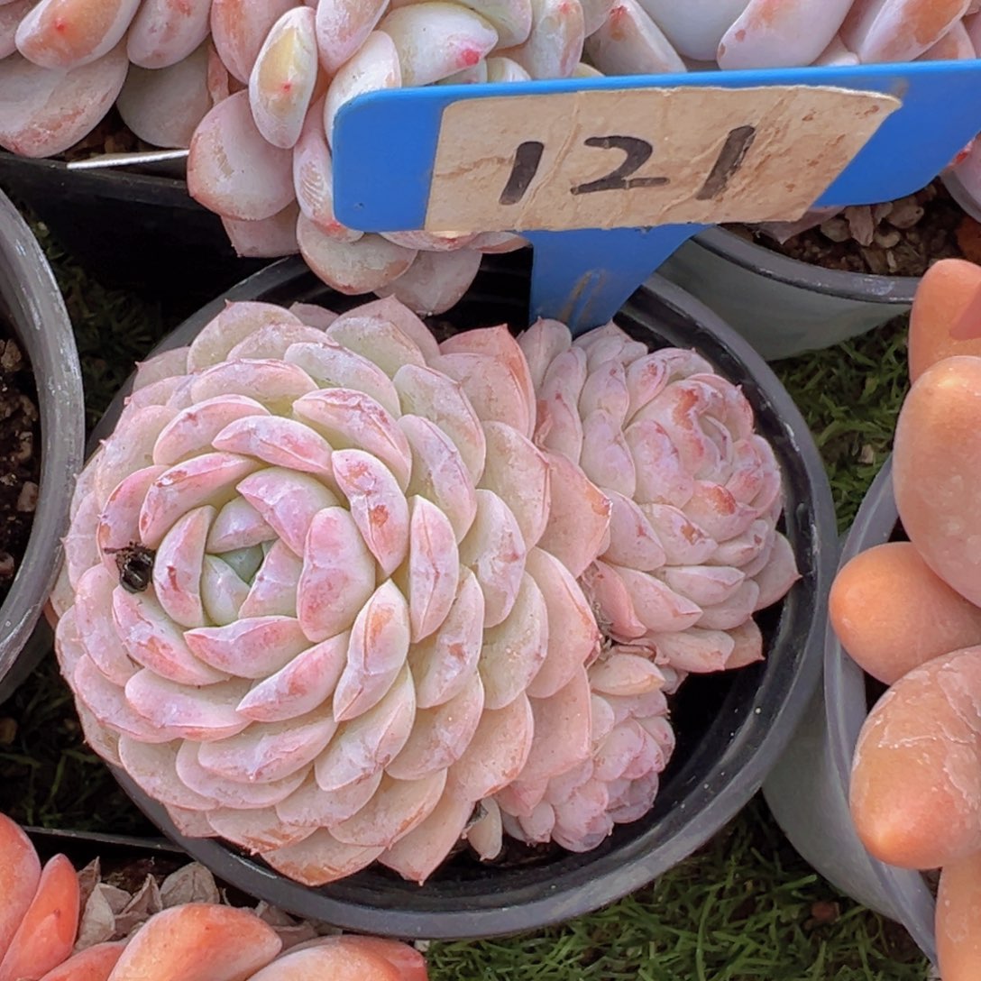 香玉的故事是一个人的故事