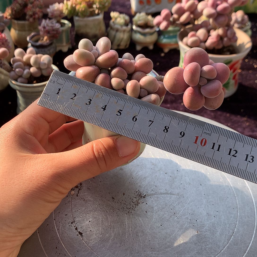 16号带盆偏远地区bu bao you de