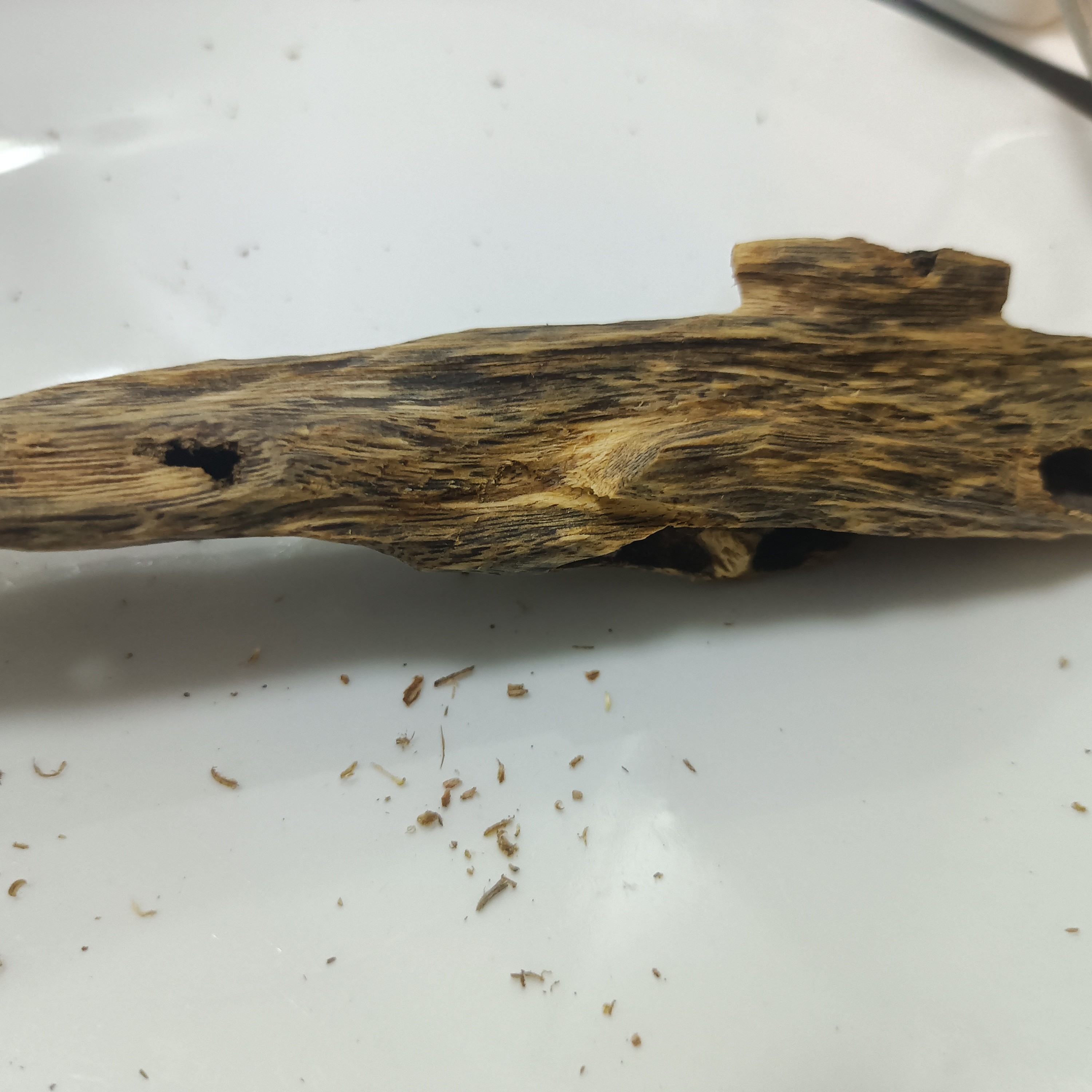 原材料香熏料虫漏手把件摆件图片仅参考实物以直播间拍下为准