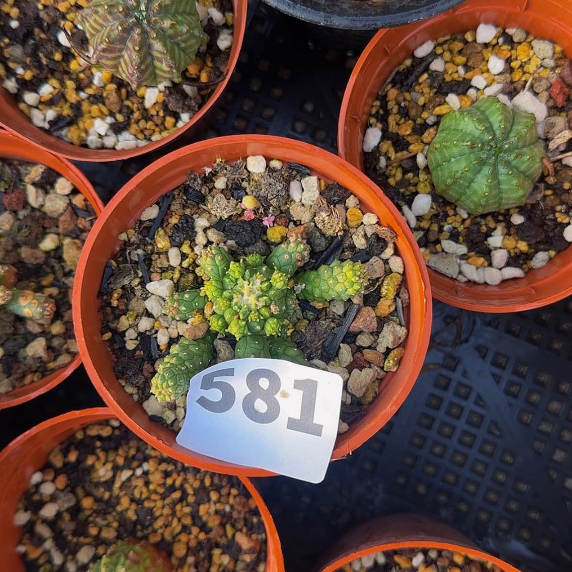 【闪购商品】?**鱼块根植物