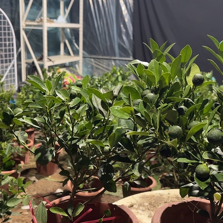 无花朵一树一价，一物一拍