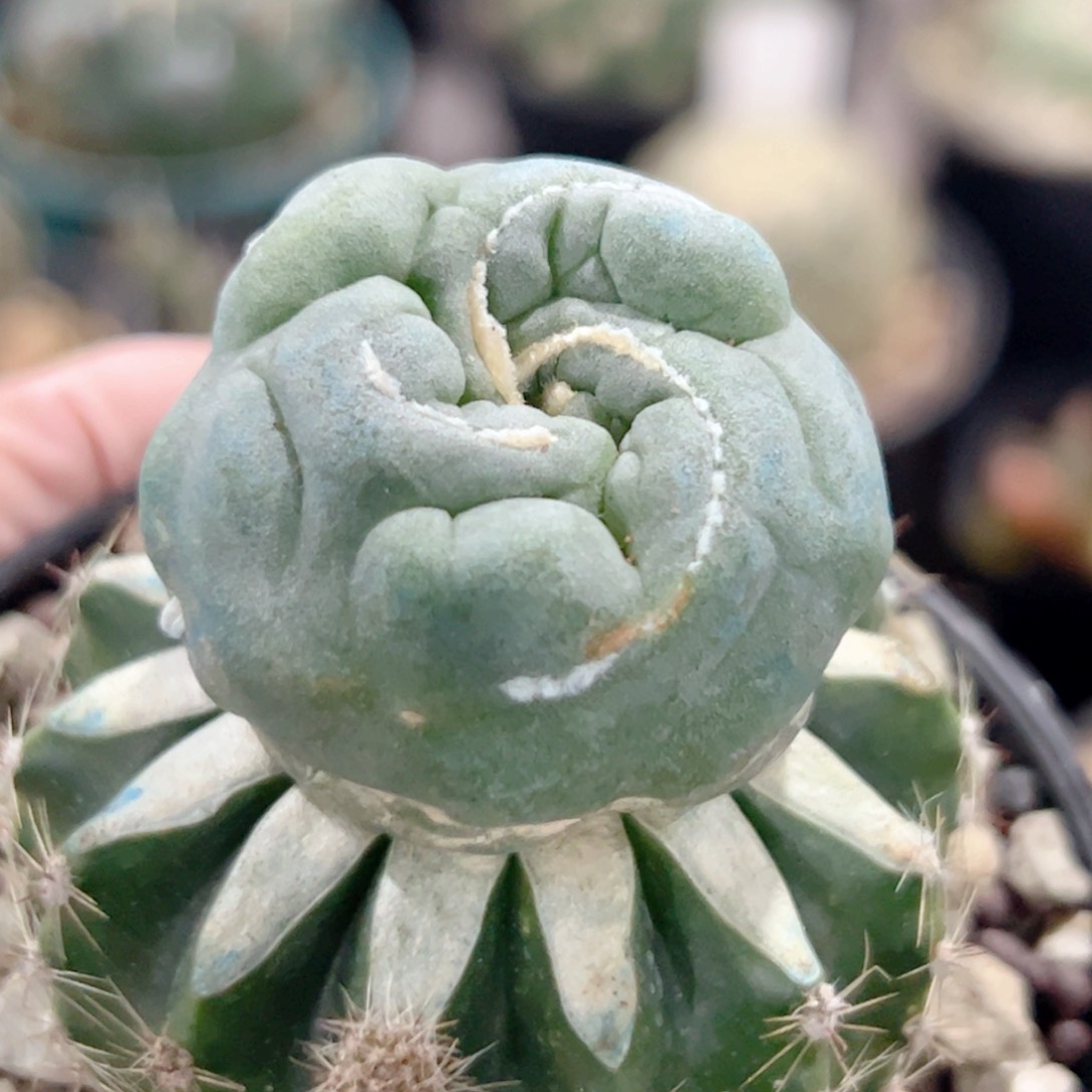 嫁接毛缀 仙人球