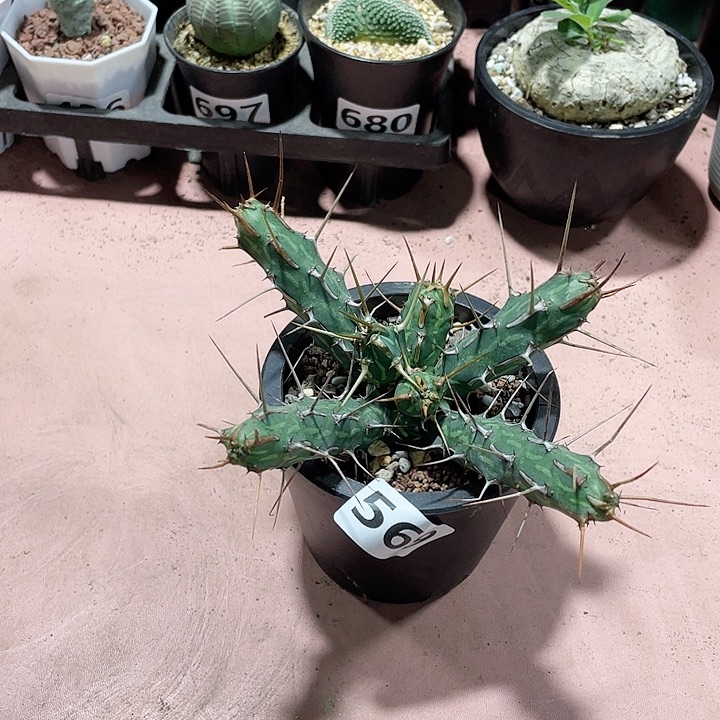 569实生猛刺大戟多头