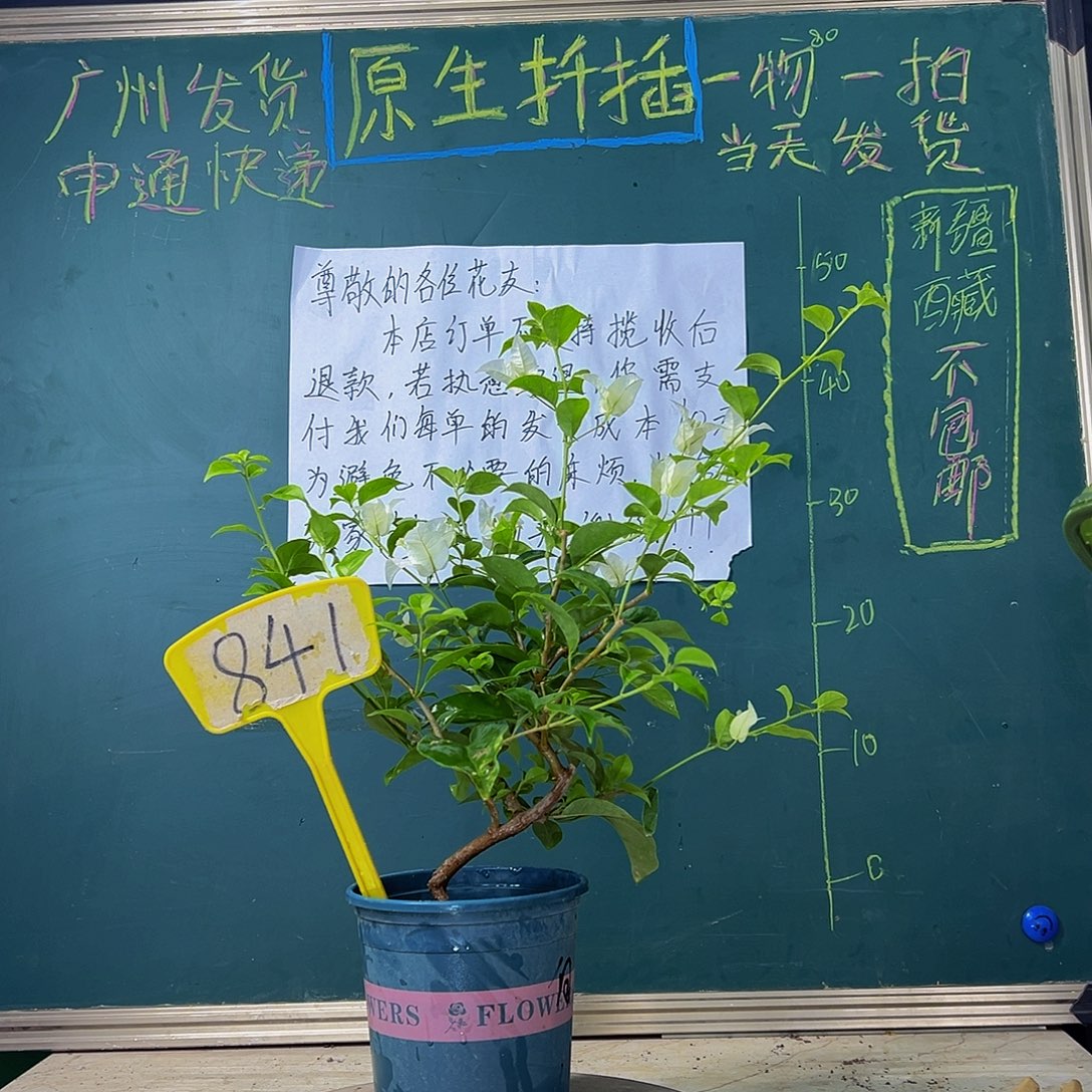当前无花栽培后可以开花 造型杆 白雪公主 841