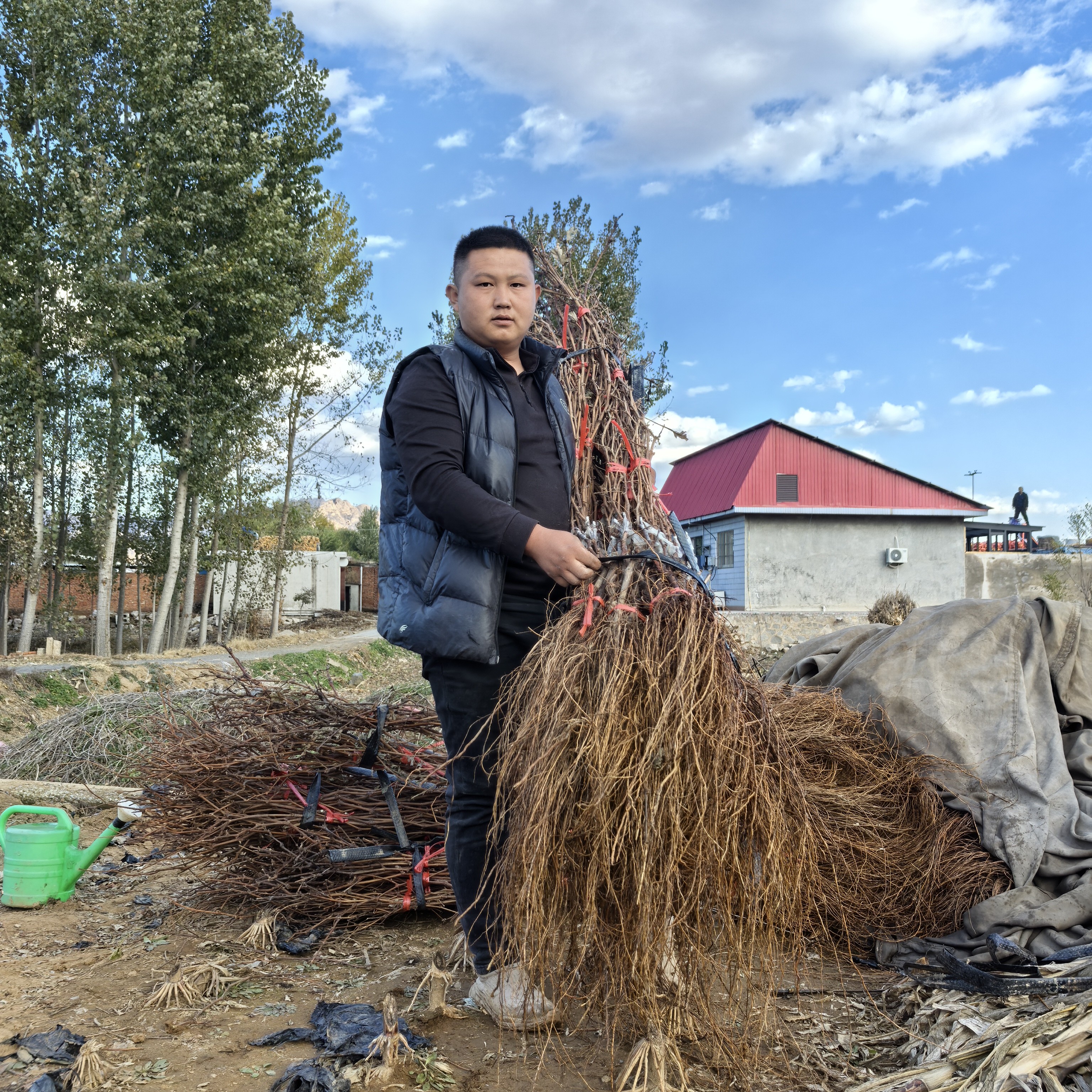 双十一福利  寒香蜜大苗   贝达.夏黑砧木   高度1.2米  玉海苗木