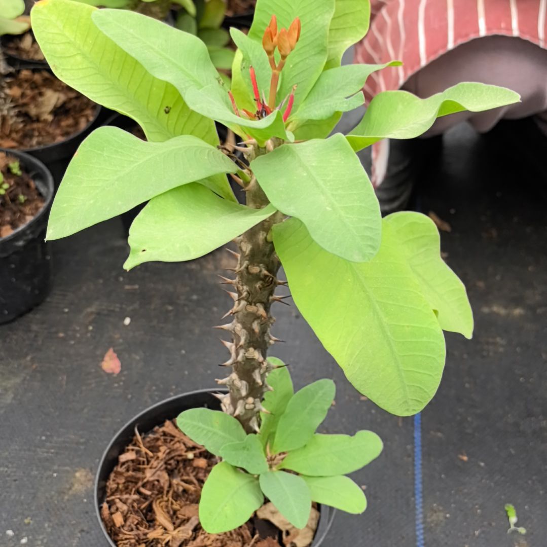 火***瑰完全开放甜蜜女孩直播间一物一拍