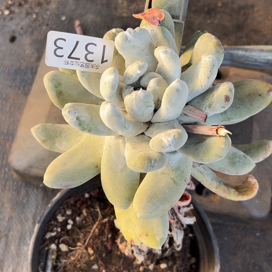 圆叶拇指帕奇飞徒仙女杯多肉。