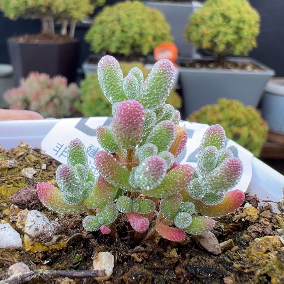 dy5546实生粉冰晶冠幅2.8cm