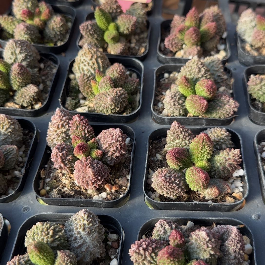 单颗朱紫玉量拍链接