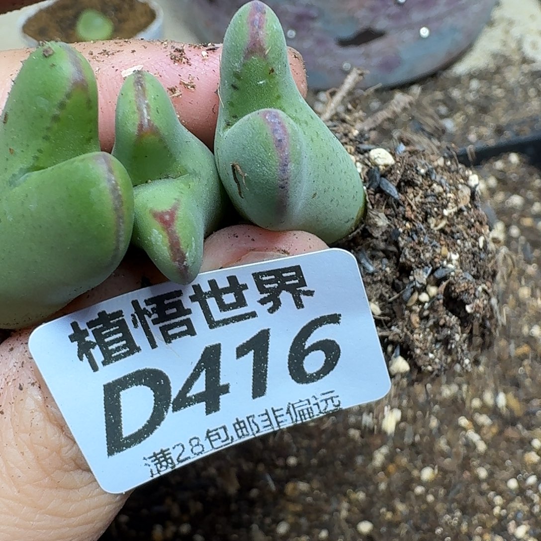 多肉植物的是fgbbj