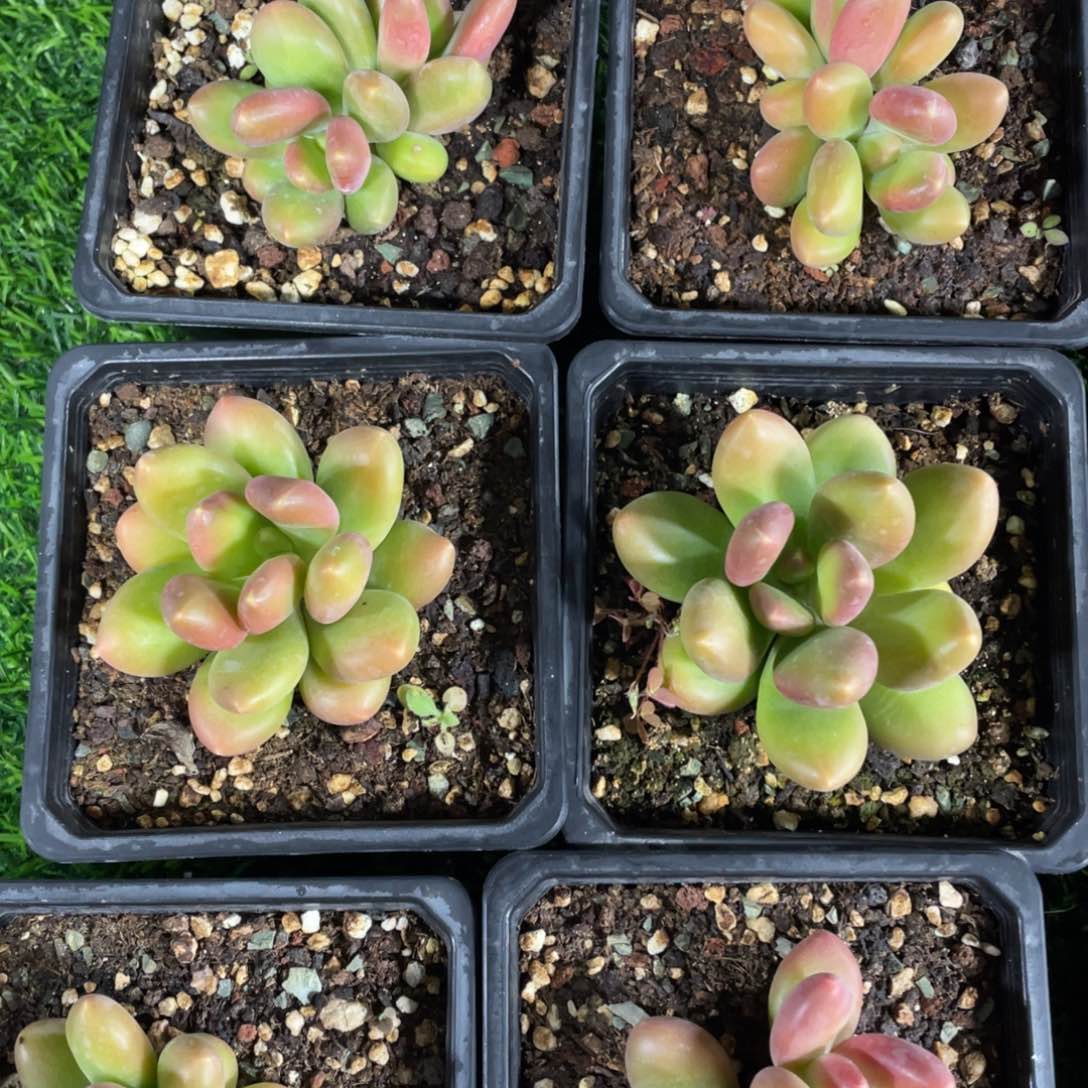 单头芒果奶多肉植物1颗