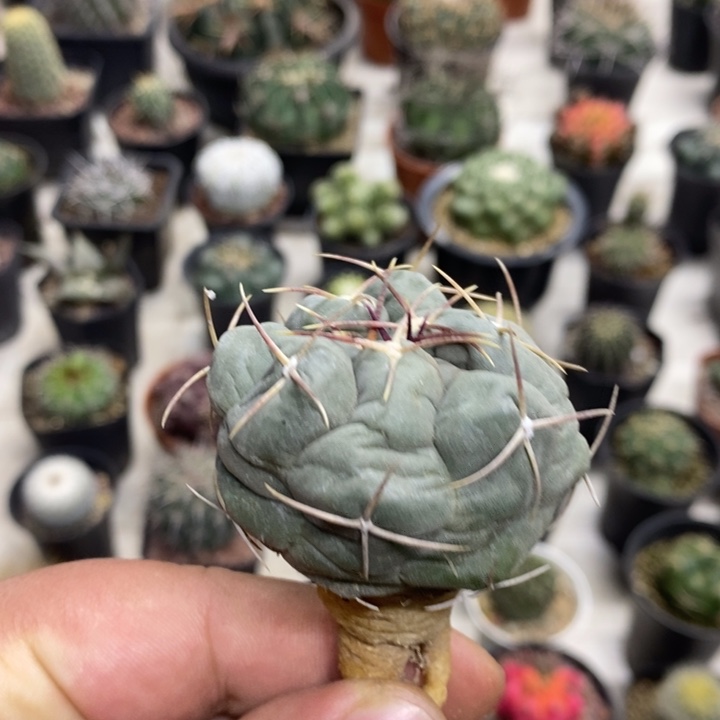 实生白肌天晃特价福利