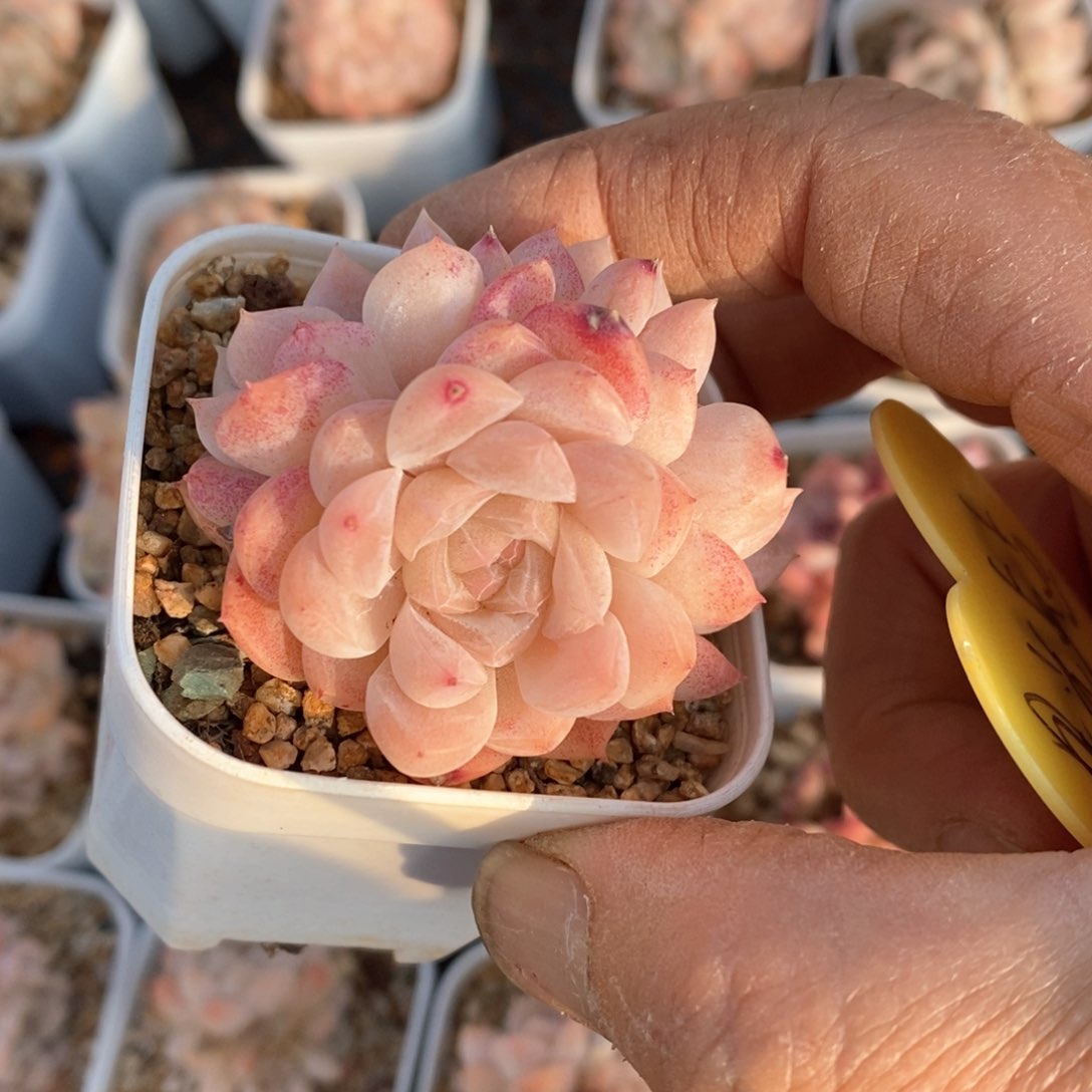 精品多肉一物一拍不包整310