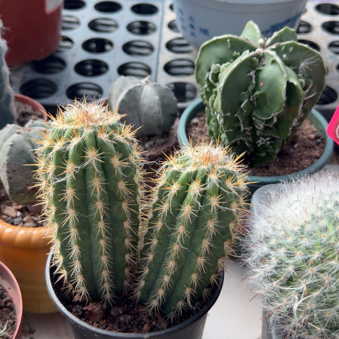 青衣柱随机一颗。  