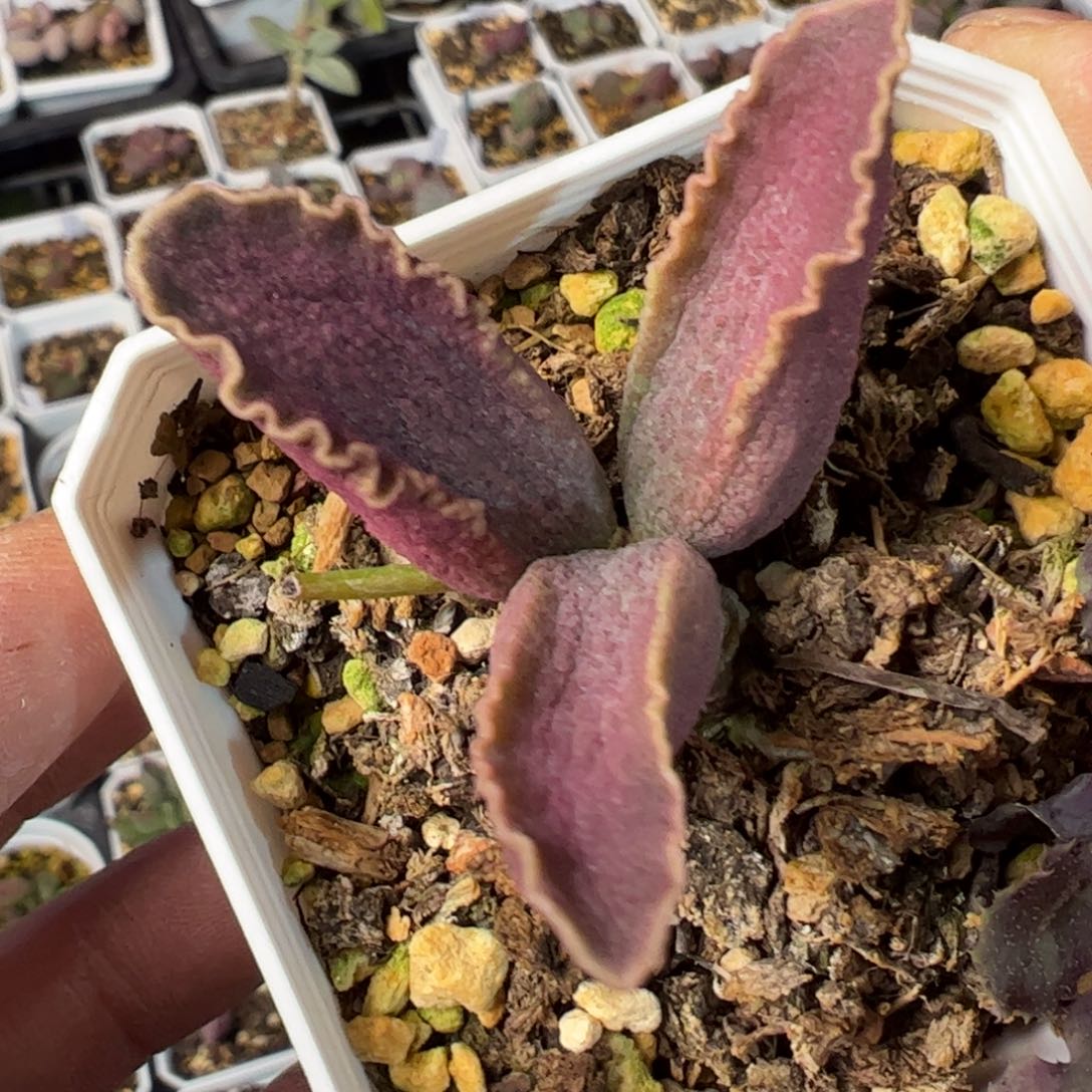 实生新品多肉植物水泡