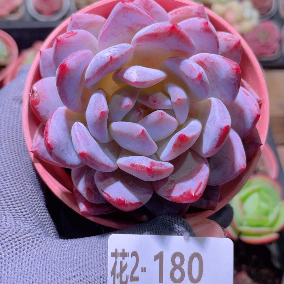 花利美 2-180橙梦露