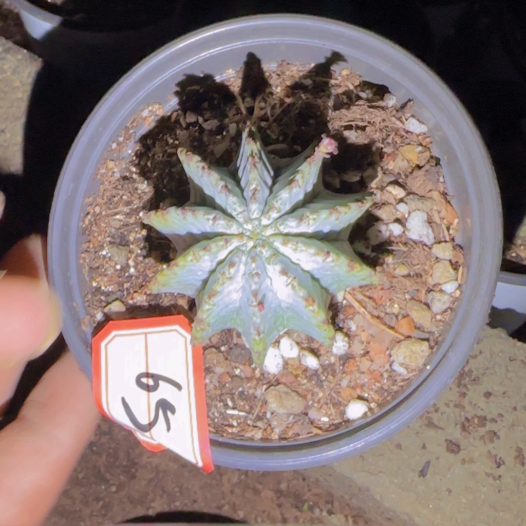 佩***吉块根植物块根植物