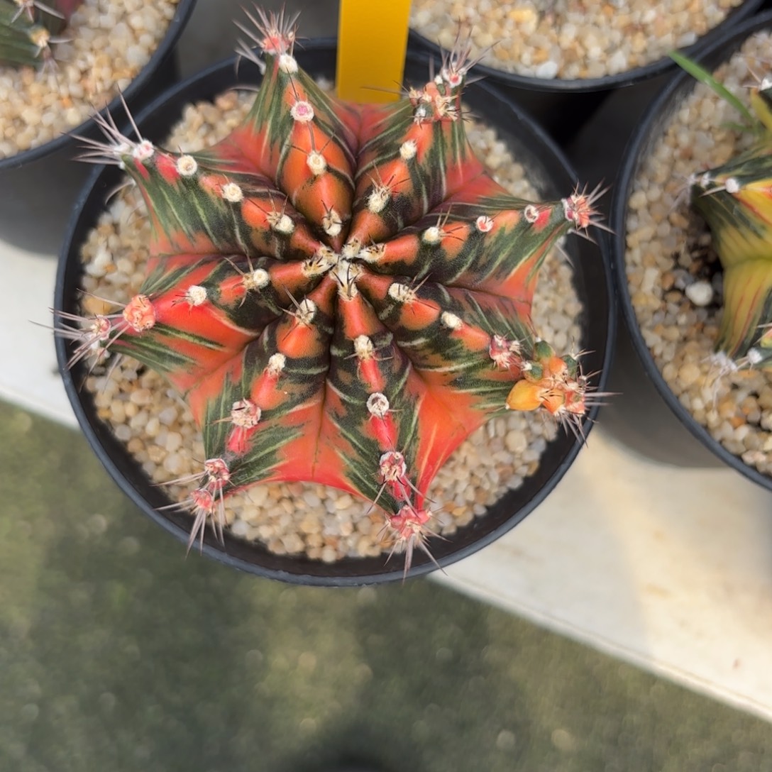 20-1219泰国发货多肉