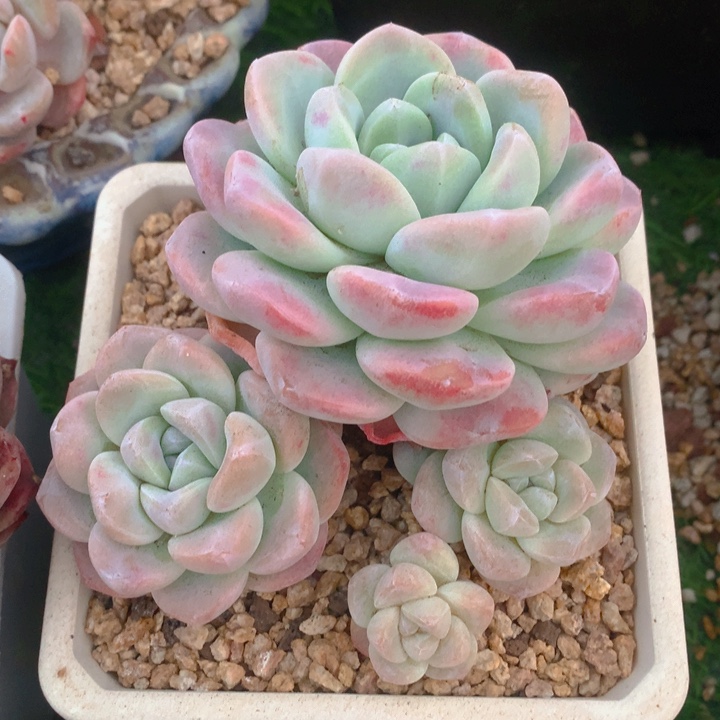 多肉乐园精品冰玉