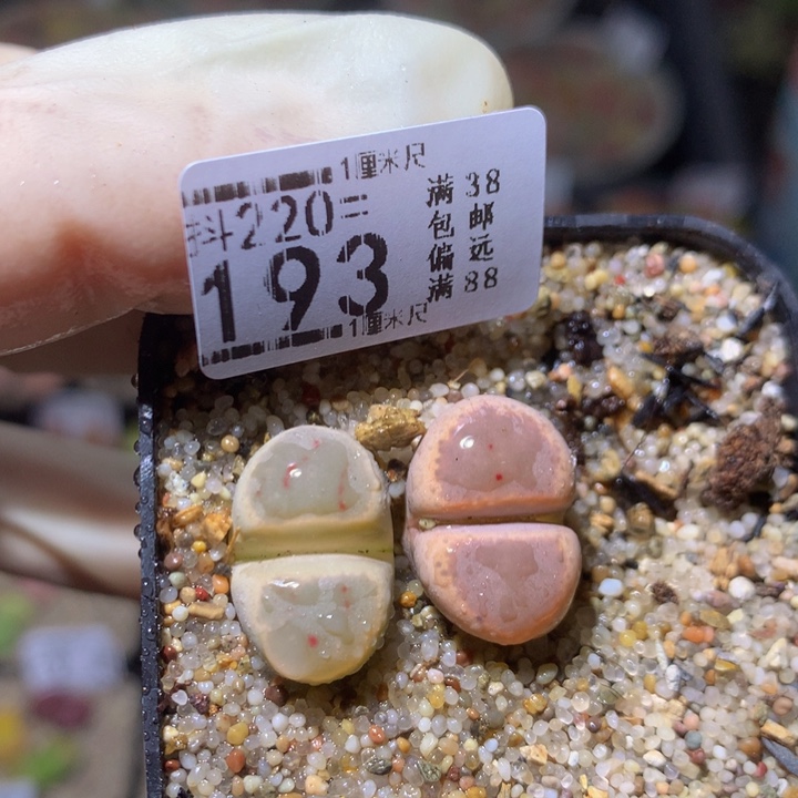 精品生石花220.193