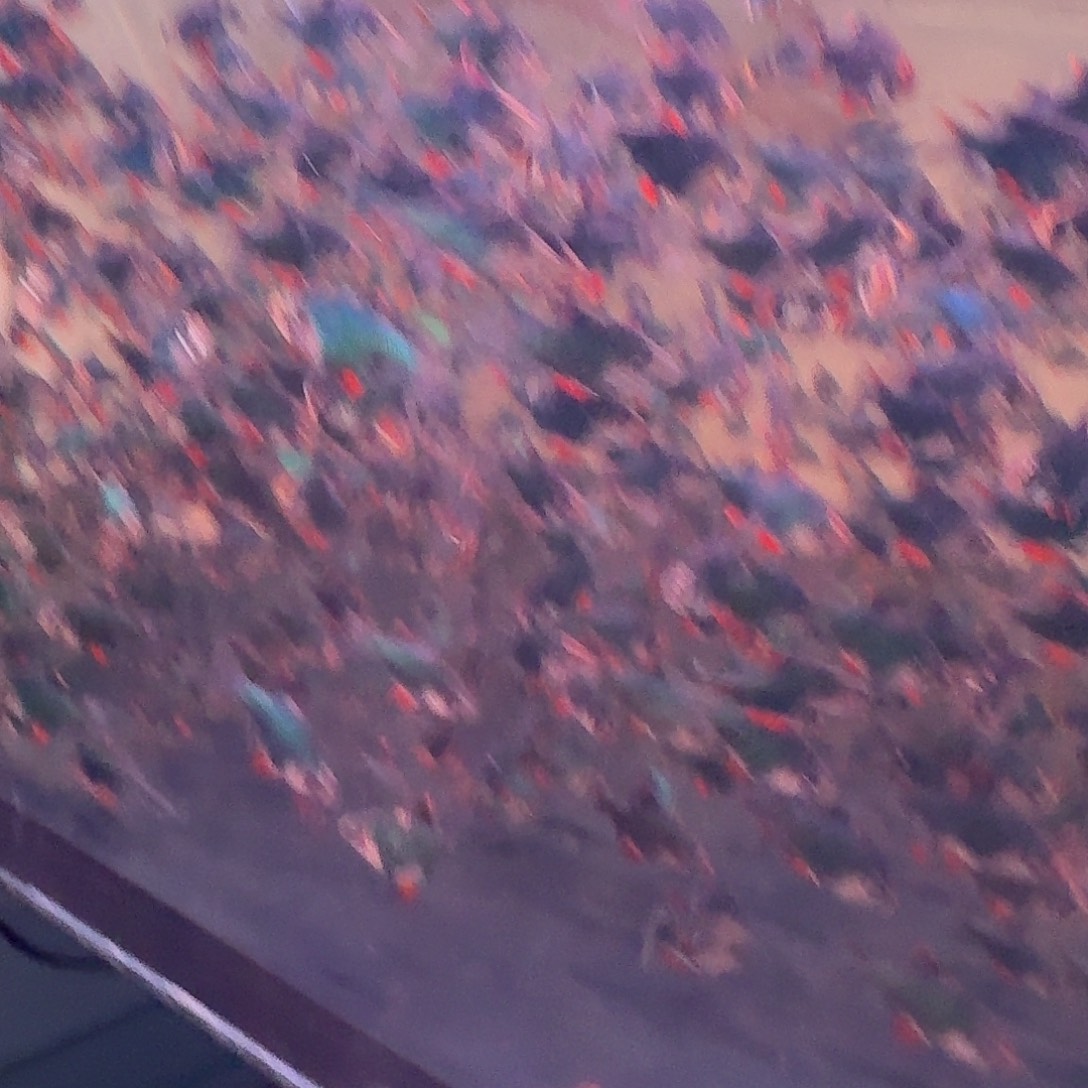 海水鱼石美人5条电光8条虎皮四色各3条