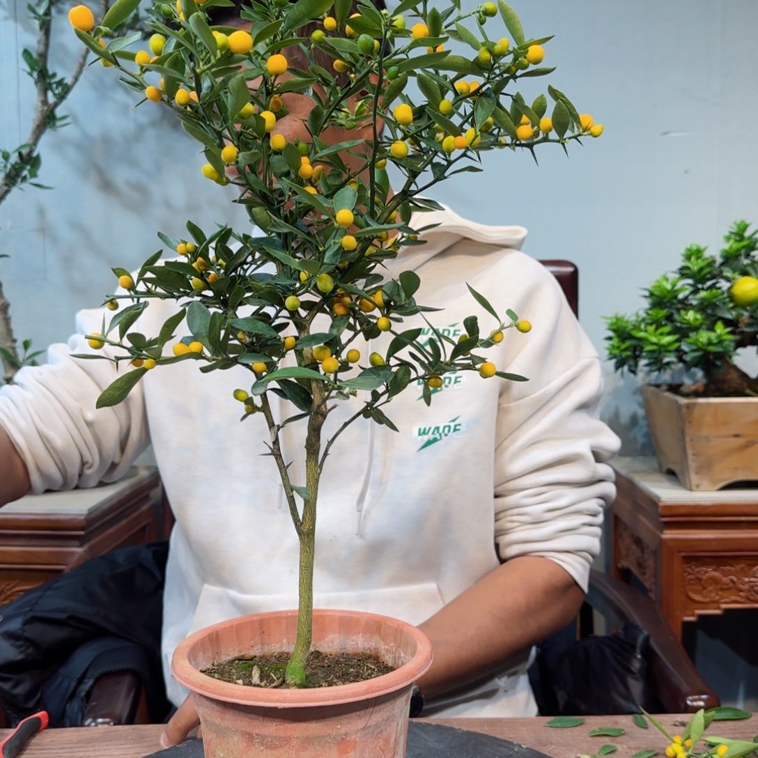 少量花朵（建议范围：2朵-5朵 或40%以下）0*0