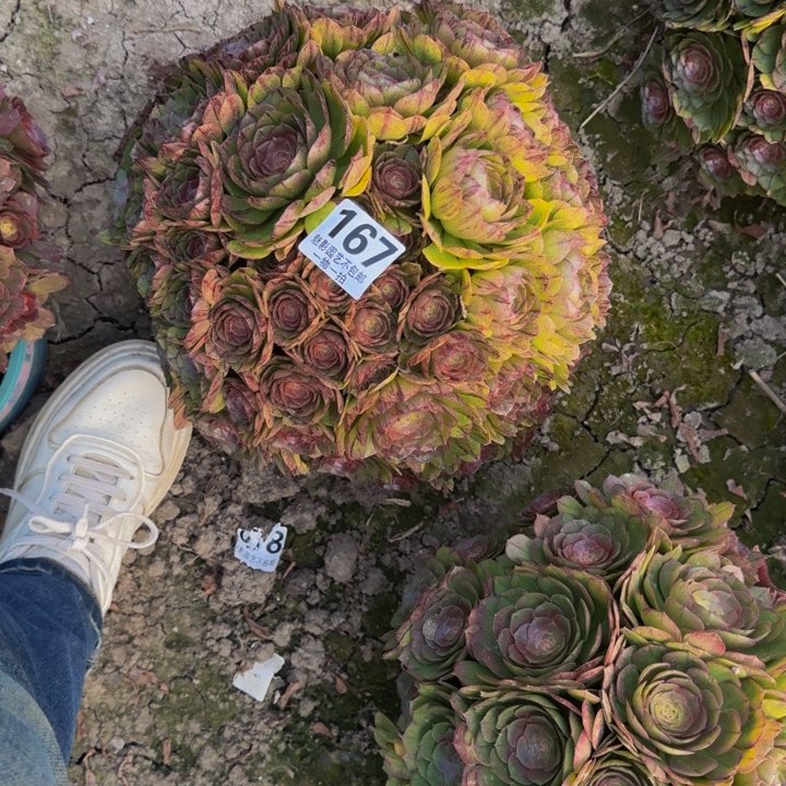 拉丝花29-35包邮花花