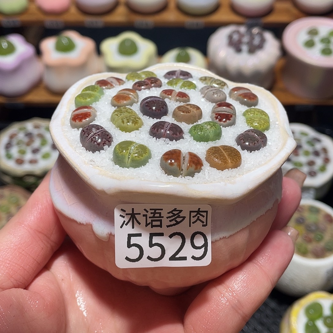 带盆土植物 一物一拍5529