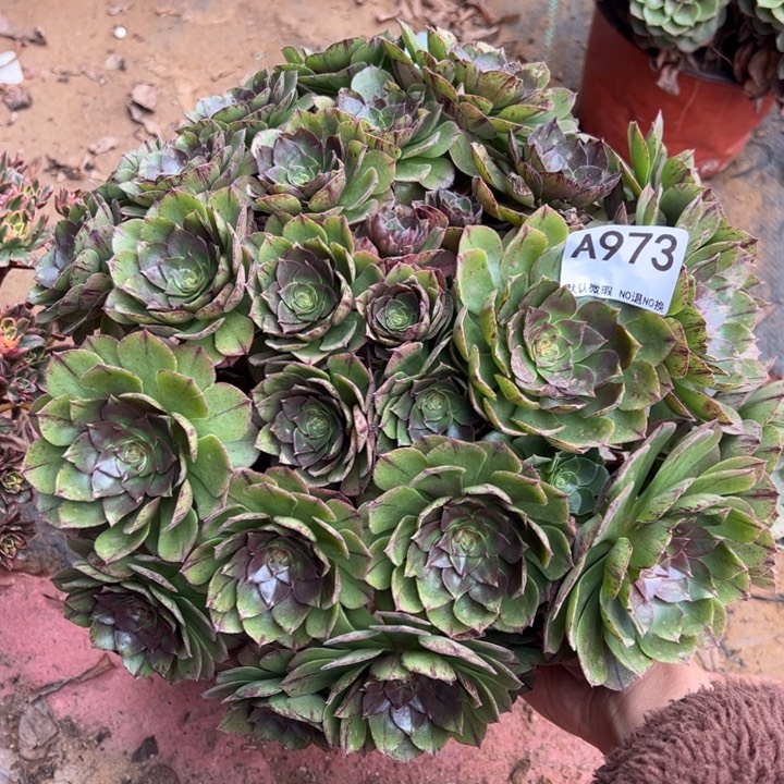 微瑕万拉丝多肉植物973.