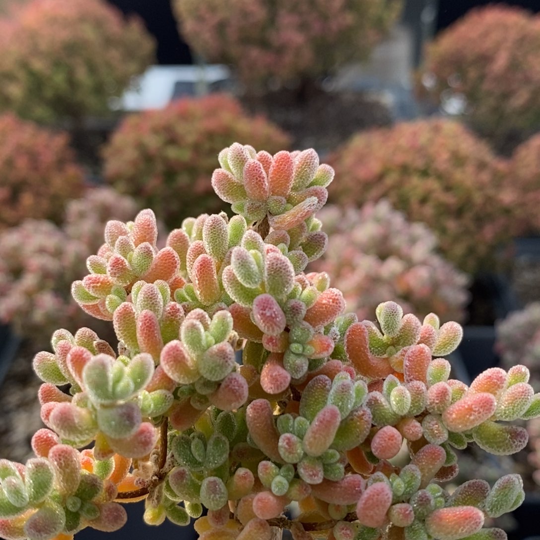 实生冰晶5113枝干番杏