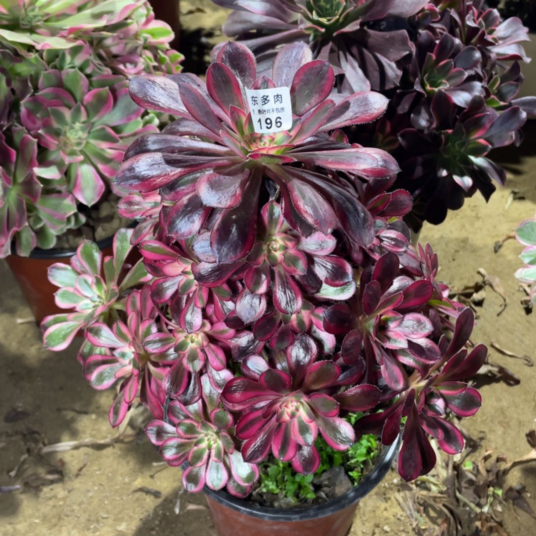 196丽娜多肉法师断枝不包