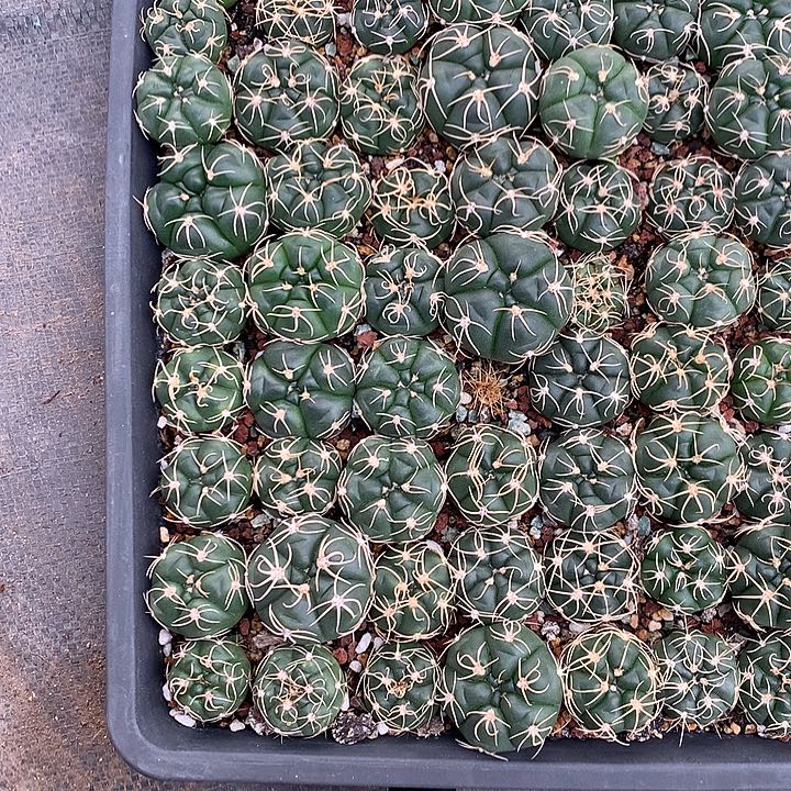 实生高木海王3-4厘米10颗