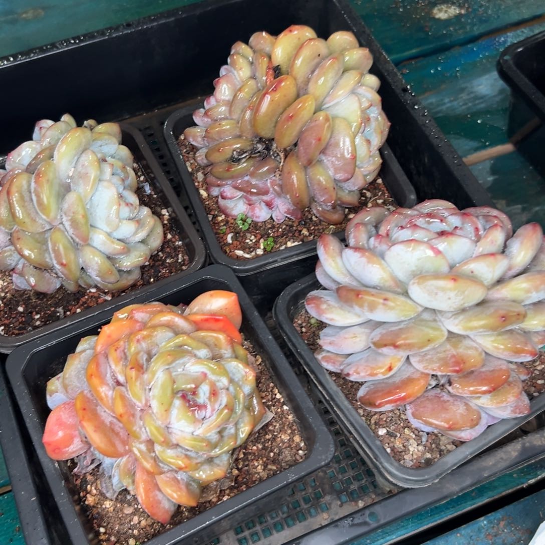 多肉一物一拍0120-469