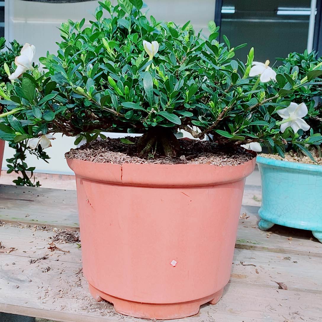 全部花苞清*腊鱼花