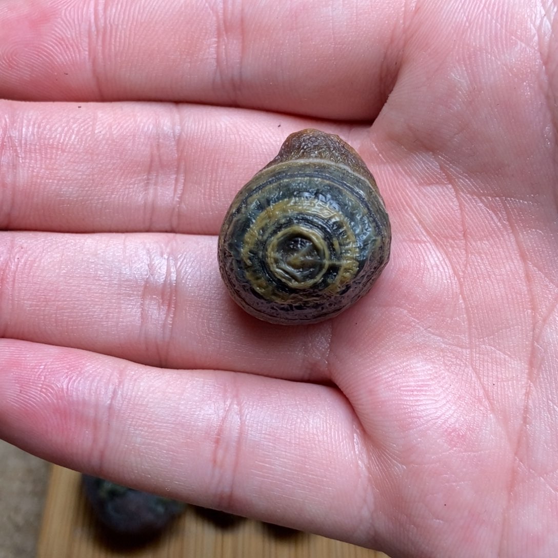 神***头阿拉善戈壁创意饰品