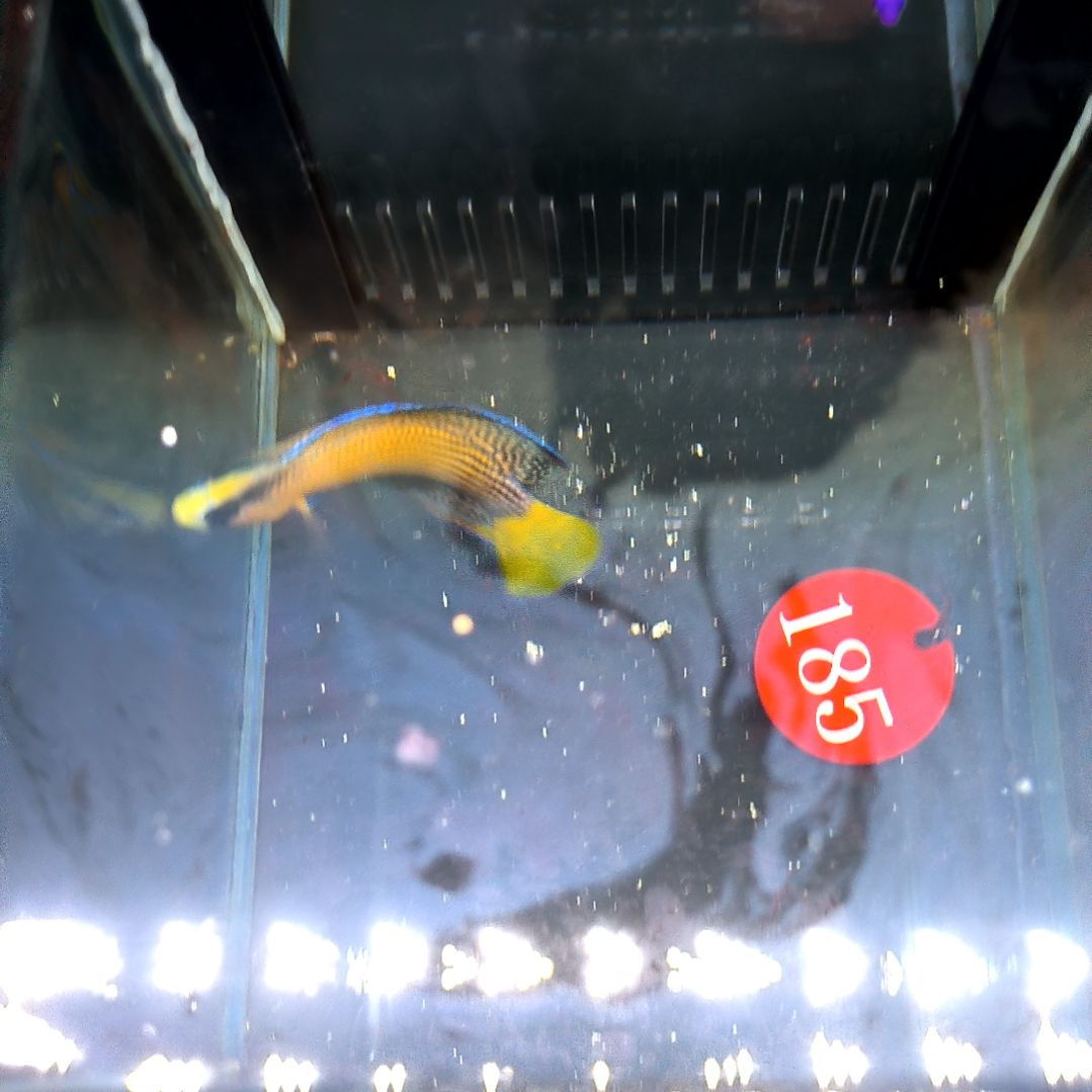 海水鱼闪电草莓5-50-185