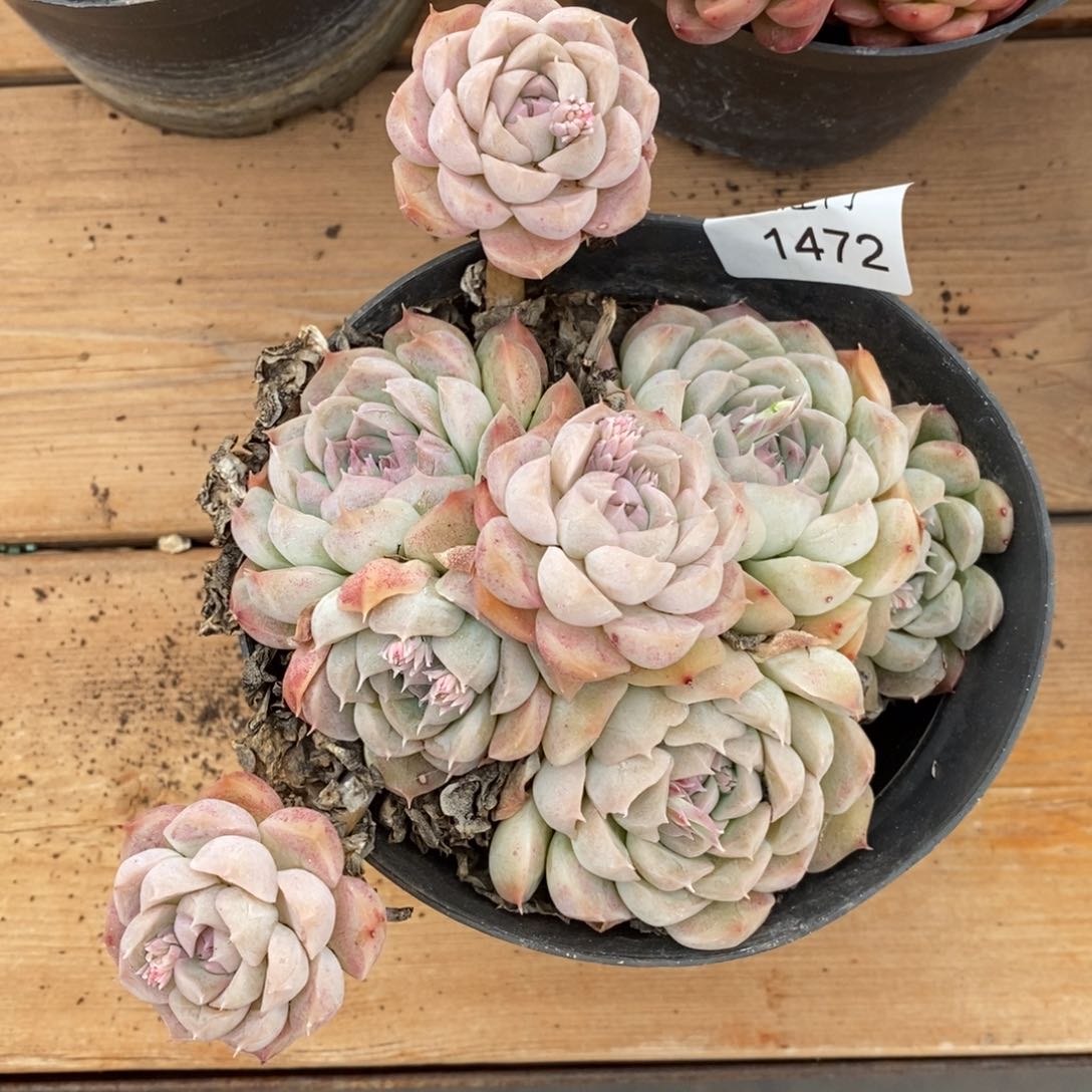 ?****杂交精品多肉1472