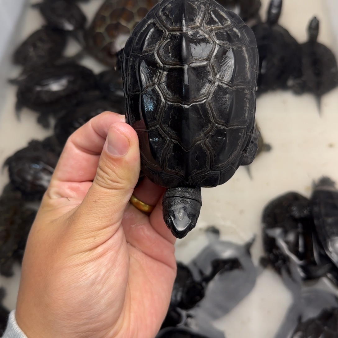 绿毛龟公苏北小墨龟