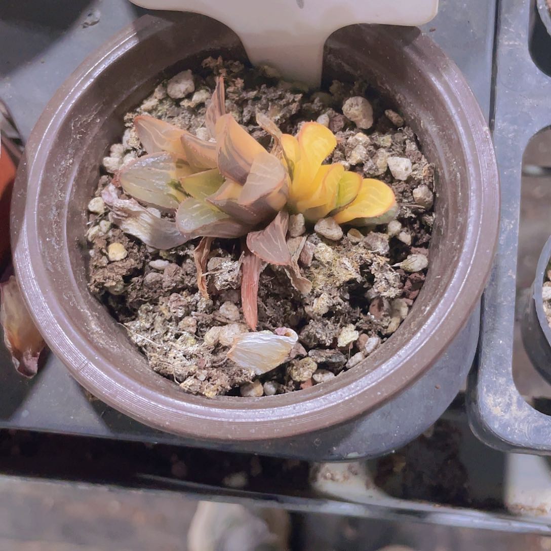 亿****业姬寿锦e021一物一拍