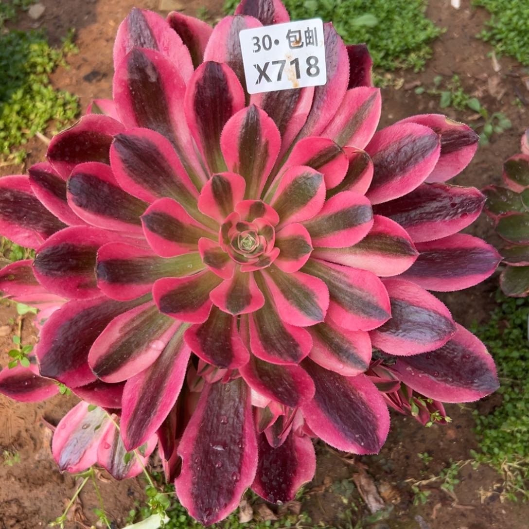 718香妃，多肉法师