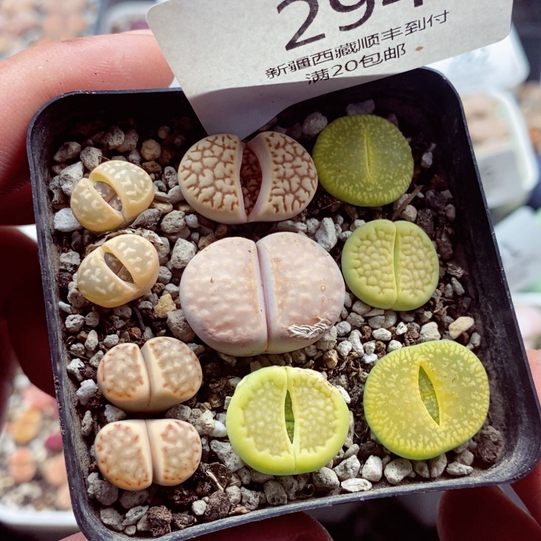 我的小姐姐们都是我的294