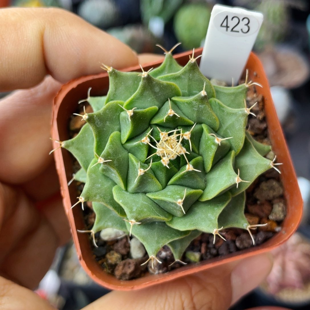 仙人球满28包邮盆5公分大优帝冠