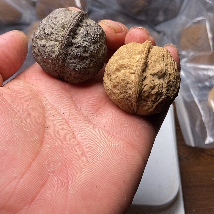 把件文玩核桃云南铁核桃炸福利直播间34号