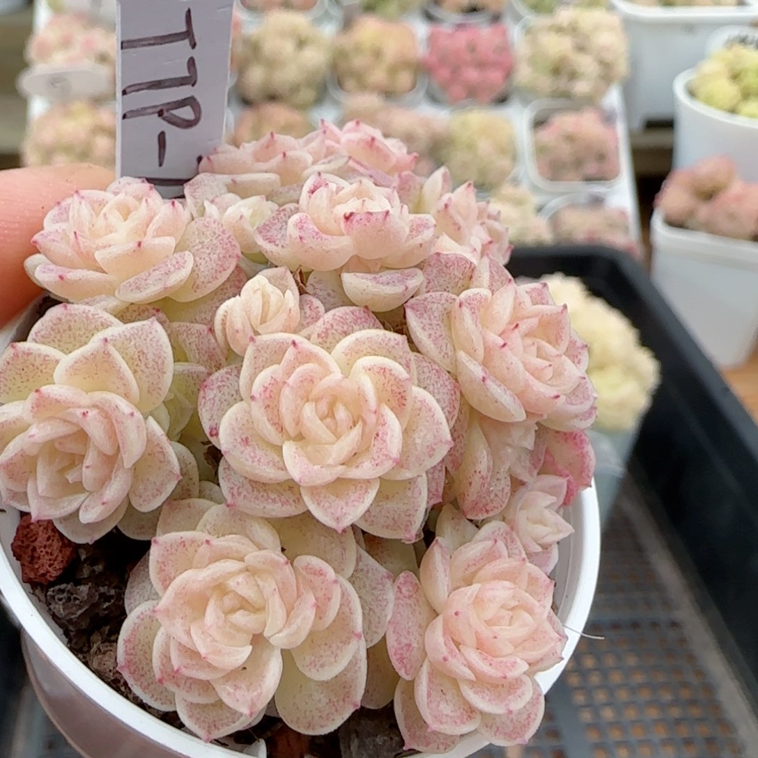 【闪购商品】0203-33（ttp-79）