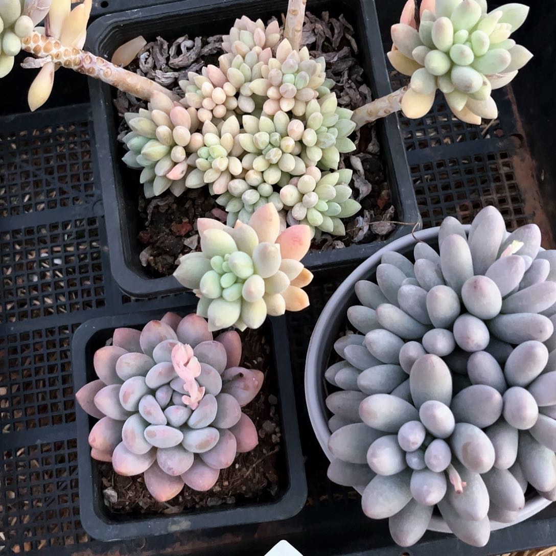 阿雅园艺。    脱土发239